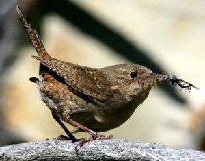 house-wren-photo